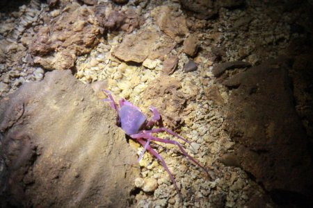 Erebusa calobates, Weerachart Rimsakul