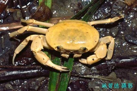 Geothelphusa albogilva, Hsi-Te Shih