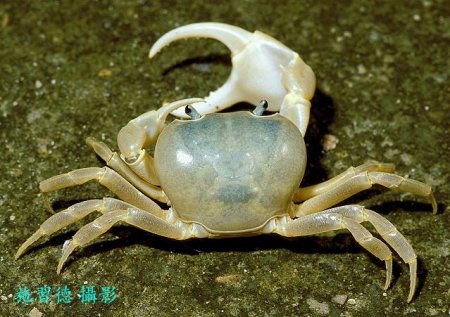 Geothelphusa ancylophallus, Hsi-Te Shih