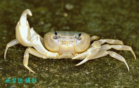 Geothelphusa ancylophallus, Hsi-Te Shih