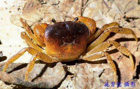 Geothelphusa bicolor, Hsi-Te Shih