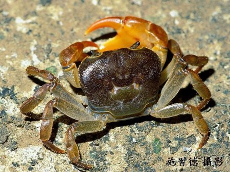 Geothelphusa candidiensis, Hsi-Te Shih