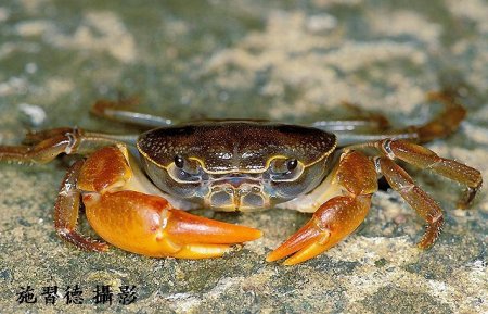 Geothelphusa candidiensis, Hsi-Te Shih