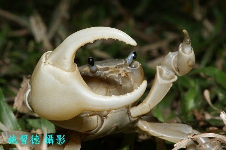 Geothelphusa chiui, Hsi-Te Shih