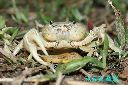 Geothelphusa chiui, Hsi-Te Shih