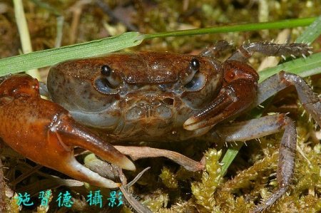 Geothelphusa cilan, Hsi-Te Shih