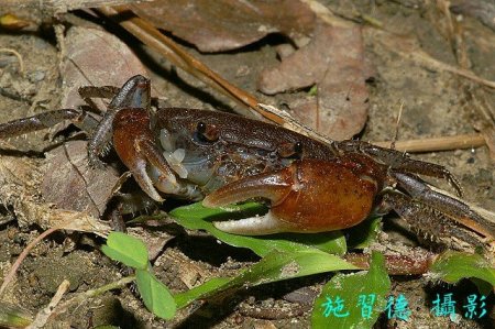 Geothelphusa cilan, Hsi-Te Shih