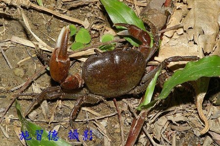 Geothelphusa cilan, Hsi-Te Shih