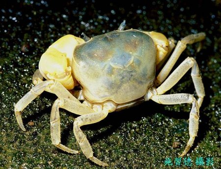 Geothelphusa cinerea, Hsi-Te Shih