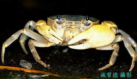 Geothelphusa cinerea, Hsi-Te Shih