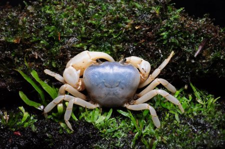 Geothelphusa dehaani, Paul Ng