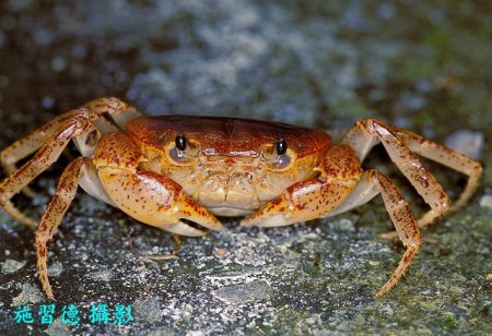 Geothelphusa dolichopodes, Hsi-Te Shih