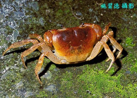 Geothelphusa dolichopodes, Hsi-Te Shih