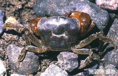 Geothelphusa eucrinodonta, Hsi-Te Shih