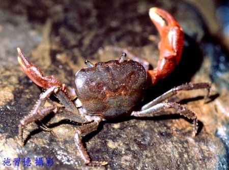 Geothelphusa eurysoma, Hsi-Te Shih