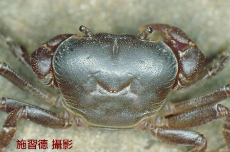 Geothelphusa ferruginea, Hsi-Te Shih