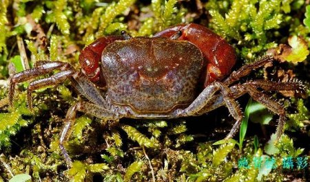 Geothelphusa gracilipes, Hsi-Te Shih