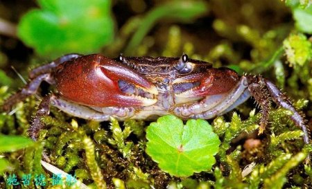 Geothelphusa gracilipes, Hsi-Te Shih