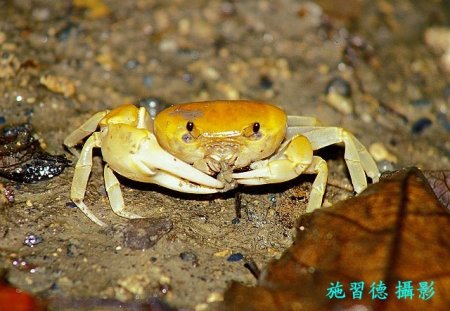 Geothelphusa makatao, Hsi-Te Shih