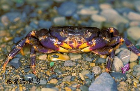 Geothelphusa miyazakii, Hsi-Te Shih