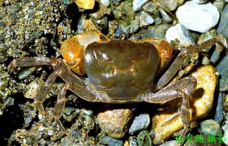 Geothelphusa nanao, Hsi-Te Shih