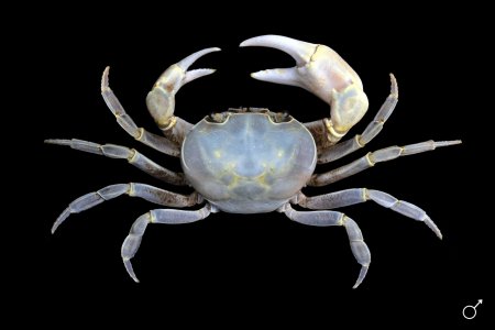 Geothelphusa olea, Ondřej Radosta