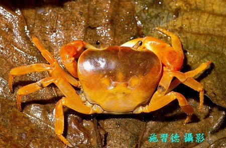 Geothelphusa pingtung, Hsi-Te Shih