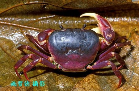 Geothelphusa pingtung, Hsi-Te Shih