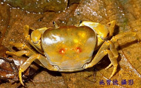 Geothelphusa pingtung, Hsi-Te Shih