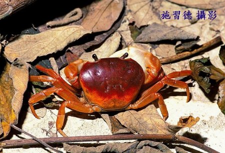 Geothelphusa pingtung, Hsi-Te Shih