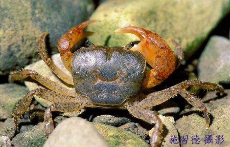 Geothelphusa siasiat, Hsi-Te Shih