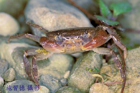 Geothelphusa siasiat, Hsi-Te Shih