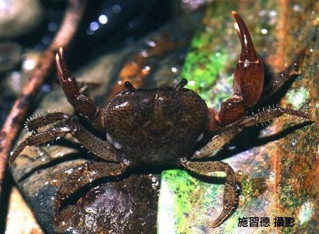 Geothelphusa takuan, Hsi-Te Shih