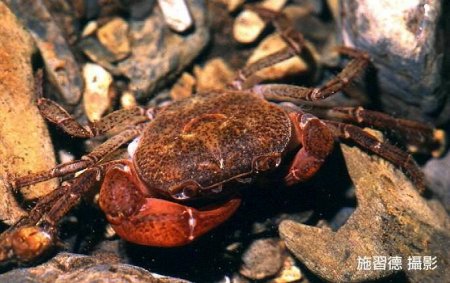 Geothelphusa takuan, Hsi-Te Shih