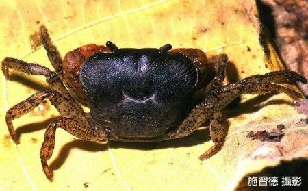 Geothelphusa tali, Hsi-Te Shih