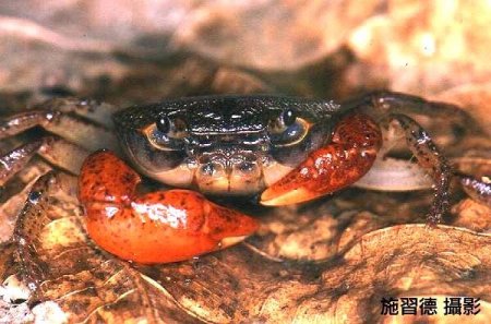 Geothelphusa tali, Hsi-Te Shih