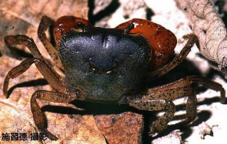 Geothelphusa tali, Hsi-Te Shih