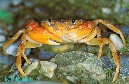 Geothelphusa taroko, Hsi-Te Shih