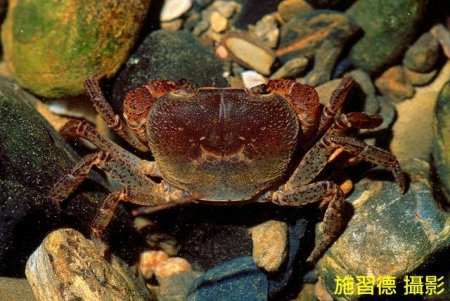 Geothelphusa tawu, Hsi-Te Shih