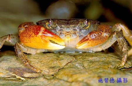 Geothelphusa tawu, Hsi-Te Shih