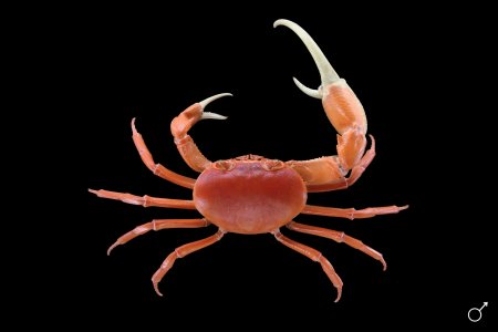 Hainanpotamon rubrum, Ondřej Radosta