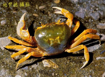 Nanhaipotamon dongyinense, Hsi-Te Shih