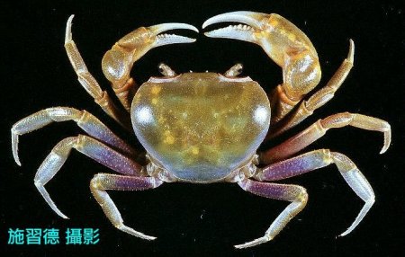 Nanhaipotamon formosanum, Hsi-Te Shih