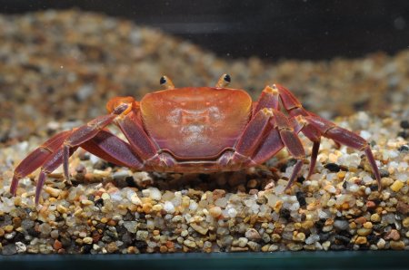 Nanhaipotamon hongkongense, Paul Ng