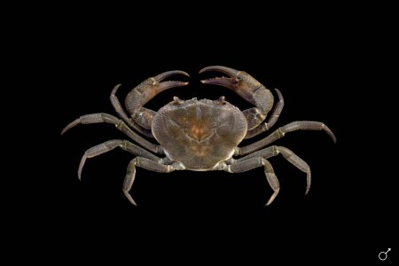 Neolarnaudia phymatodes, Ondřej Radosta