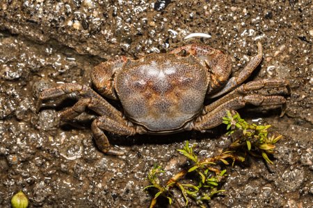 Sinopotamon kwanhsienense, Xu Yiyang 灌县华溪蟹