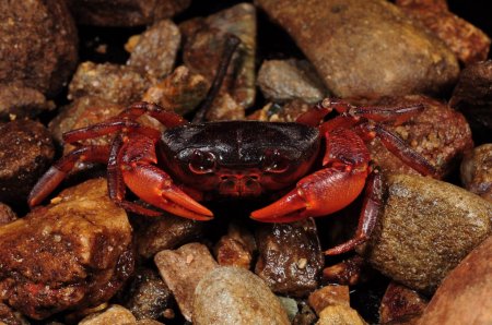 Stoliczia bella, Paul Ng