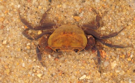 Stoliczia stoliczkana, Paul Ng