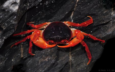 Yuebeipotamon calciatile, Paul Ng