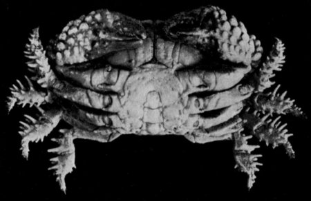 Actaea peronii, G.C. Clutton Rathbun, M.J. (1923) Report on the crabs obtained by the F.I.S. “Endeavour” on the coasts of Queensland, New South Wales, Victoria, South Australia and Tasmania. Report on the Brachyrhyncha, Oxystomata and Dromiacea